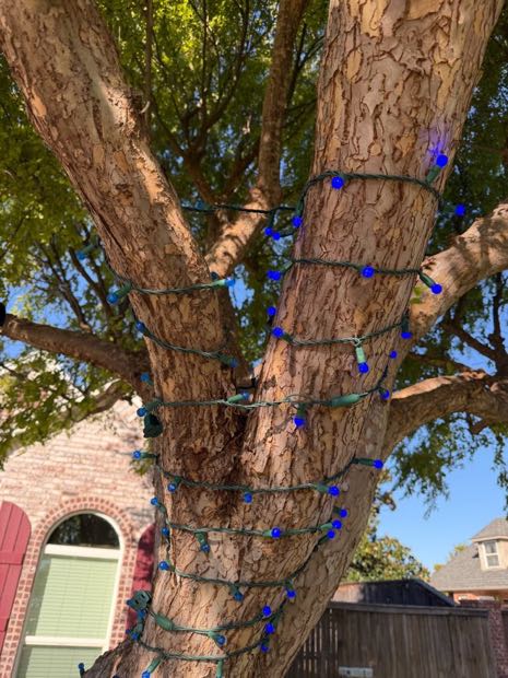 Tree trunk and branches wrapped in blue Christmas lights